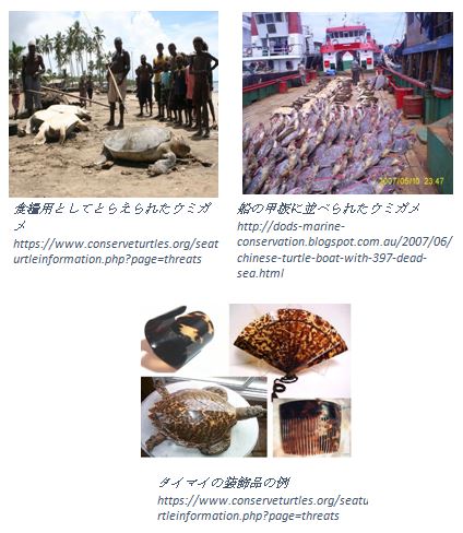 2　ウミガメの危機-1